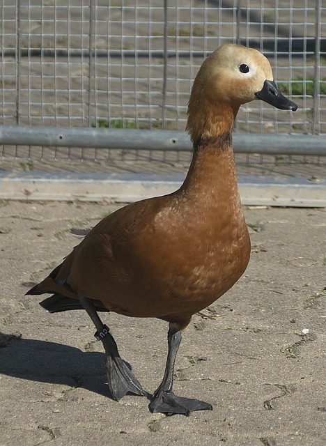 杰肖恩